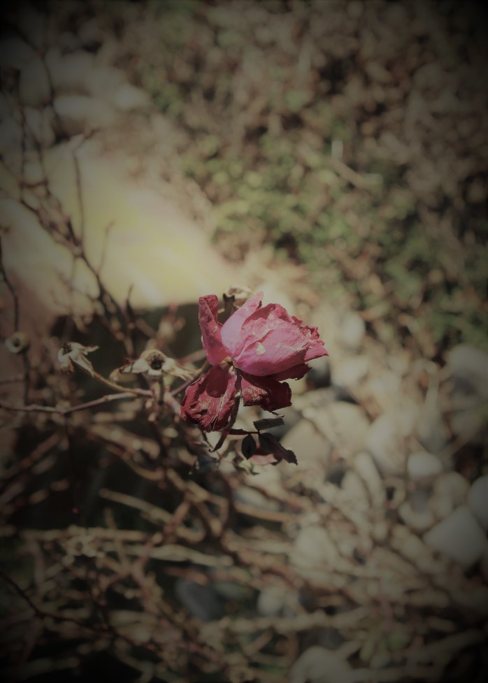 December Rose