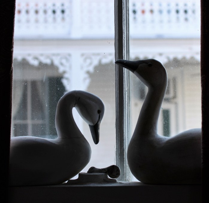 Swans at the Southern Quarters