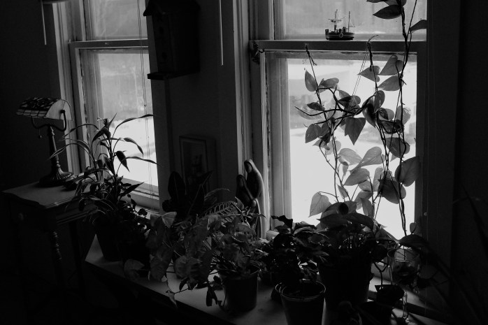Window Garden